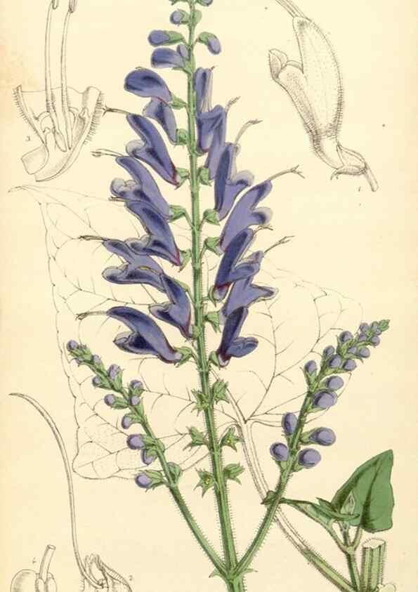 Reproducción/Reproduction 34429966994: Curtis's botanical magazine.. London ; New York [etc.] :Academic Press [etc.]