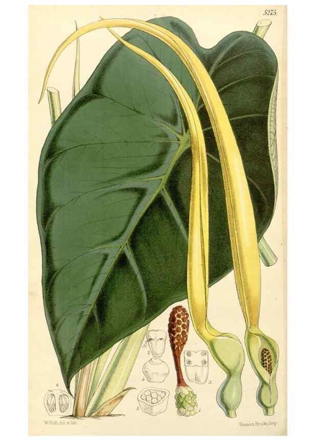 Reproducción/Reproduction 34429970454: Curtis's botanical magazine.. London ; New York [etc.] :Academic Press [etc.]