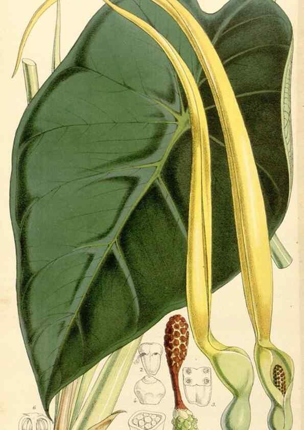 Reproducción/Reproduction 34429970454: Curtis's botanical magazine.. London ; New York [etc.] :Academic Press [etc.]