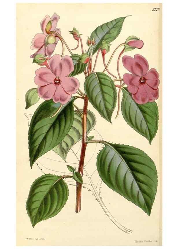 Reproducción/Reproduction 34429973324: Curtis's botanical magazine.. London ; New York [etc.] :Academic Press [etc.]