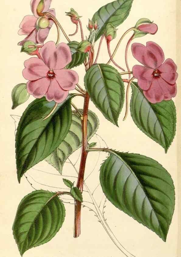 Reproducción/Reproduction 34429973324: Curtis's botanical magazine.. London ; New York [etc.] :Academic Press [etc.]