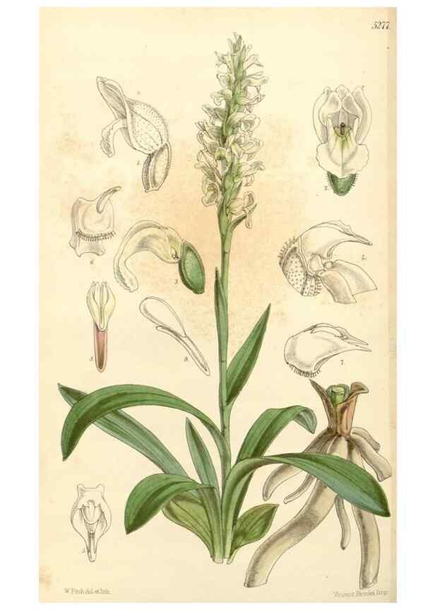 Reproducción/Reproduction 34429976434: Curtis's botanical magazine.. London ; New York [etc.] :Academic Press [etc.]