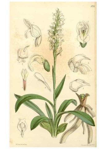 Reproducción/Reproduction 34429976434: Curtis's botanical magazine.. London ; New York [etc.] :Academic Press [etc.]