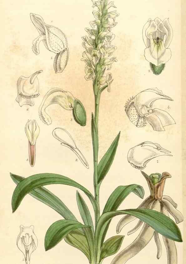 Reproducción/Reproduction 34429976434: Curtis's botanical magazine.. London ; New York [etc.] :Academic Press [etc.]