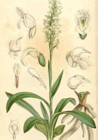 Reproducción/Reproduction 34429976434: Curtis's botanical magazine.. London ; New York [etc.] :Academic Press [etc.]