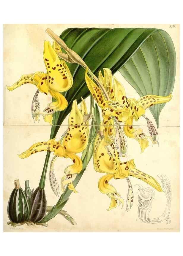 Reproducción/Reproduction 34429979364: Curtis's botanical magazine.. London ; New York [etc.] :Academic Press [etc.]