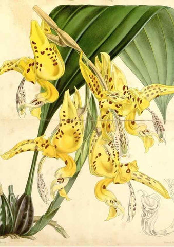 Reproducción/Reproduction 34429979364: Curtis's botanical magazine.. London ; New York [etc.] :Academic Press [etc.]