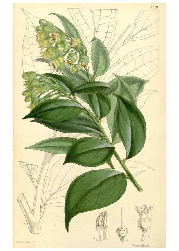 Reproducción/Reproduction 34429982504: Curtis's botanical magazine.. London ; New York [etc.] :Academic Press [etc.]