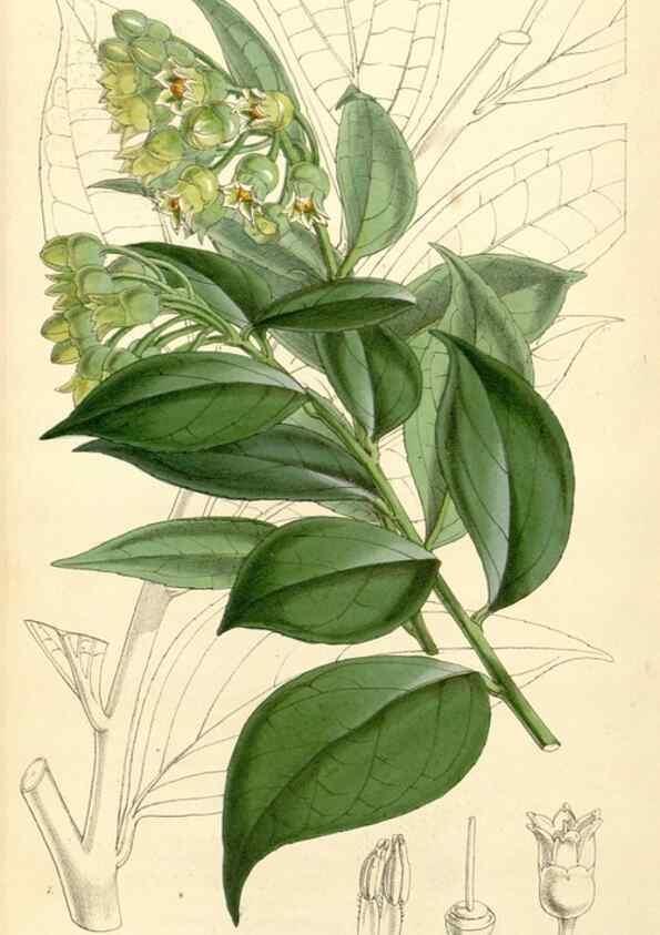Reproducción/Reproduction 34429982504: Curtis's botanical magazine.. London ; New York [etc.] :Academic Press [etc.]