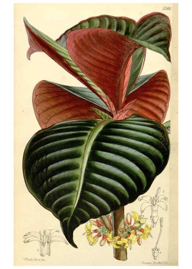 Reproducción/Reproduction 34429986364: Curtis's botanical magazine.. London ; New York [etc.] :Academic Press [etc.]