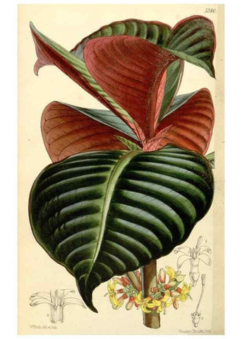 Reproducción/Reproduction 34429986364: Curtis's botanical magazine.. London ; New York [etc.] :Academic Press [etc.]