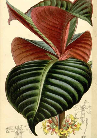 Reproducción/Reproduction 34429986364: Curtis's botanical magazine.. London ; New York [etc.] :Academic Press [etc.]