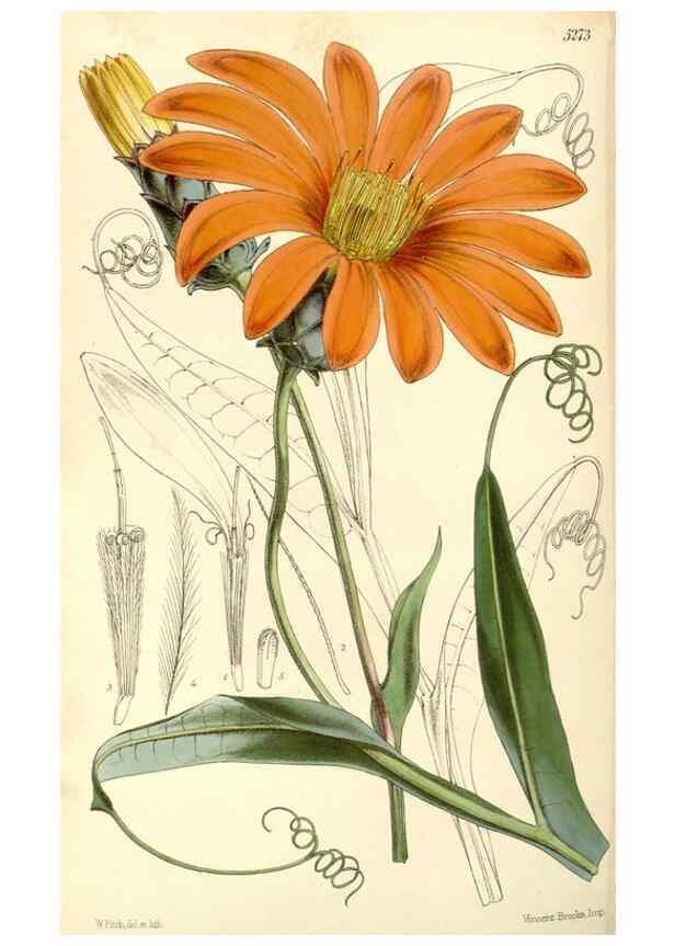 Reproducción/Reproduction 35107317302: Curtis's botanical magazine.. London ; New York [etc.] :Academic Press [etc.]