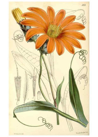 Reproducción/Reproduction 35107317302: Curtis's botanical magazine.. London ; New York [etc.] :Academic Press [etc.]