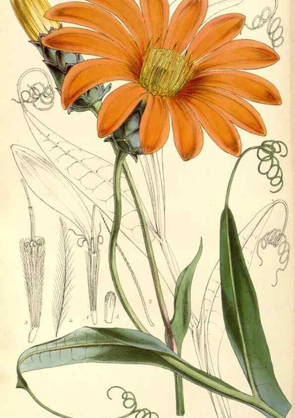 Reproducción/Reproduction 35107317302: Curtis's botanical magazine.. London ; New York [etc.] :Academic Press [etc.]