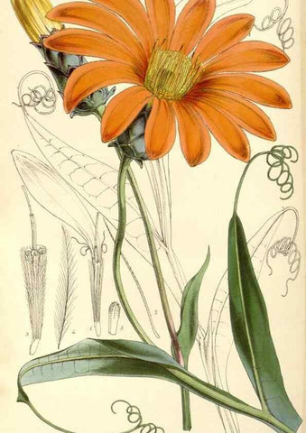 Reproducción/Reproduction 35107317302: Curtis's botanical magazine.. London ; New York [etc.] :Academic Press [etc.]