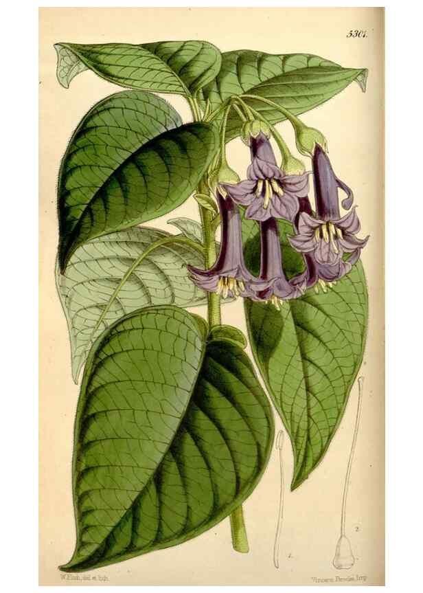 Reproducción/Reproduction 35274132905: Curtis's botanical magazine.. London ; New York [etc.] :Academic Press [etc.]