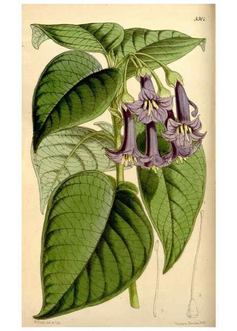 Reproducción/Reproduction 35274132905: Curtis's botanical magazine.. London ; New York [etc.] :Academic Press [etc.]