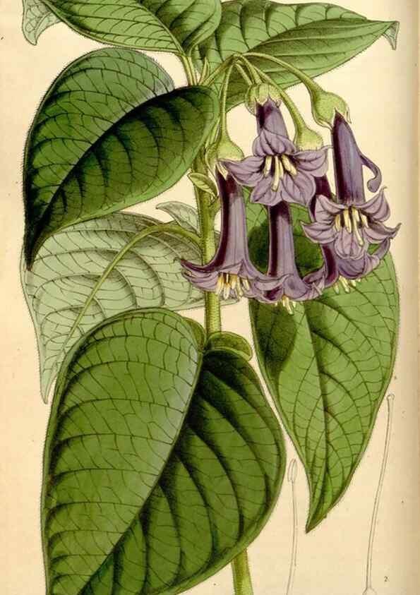 Reproducción/Reproduction 35274132905: Curtis's botanical magazine.. London ; New York [etc.] :Academic Press [etc.]