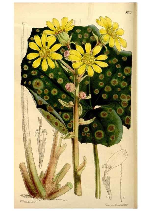 Reproducción/Reproduction 34886590630: Curtis's botanical magazine.. London ; New York [etc.] :Academic Press [etc.]