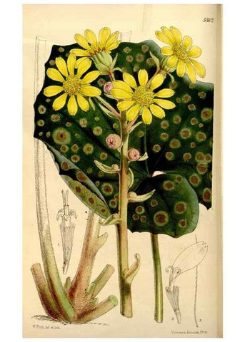 Reproducción/Reproduction 34886590630: Curtis's botanical magazine.. London ; New York [etc.] :Academic Press [etc.]