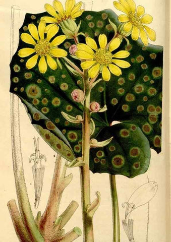 Reproducción/Reproduction 34886590630: Curtis's botanical magazine.. London ; New York [etc.] :Academic Press [etc.]