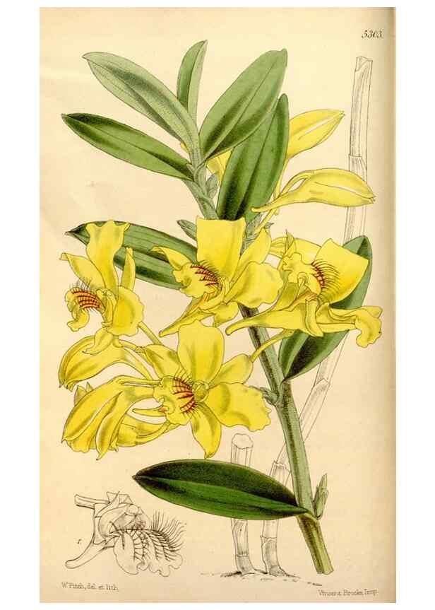 Reproducción/Reproduction 35143813511: Curtis's botanical magazine.. London ; New York [etc.] :Academic Press [etc.]