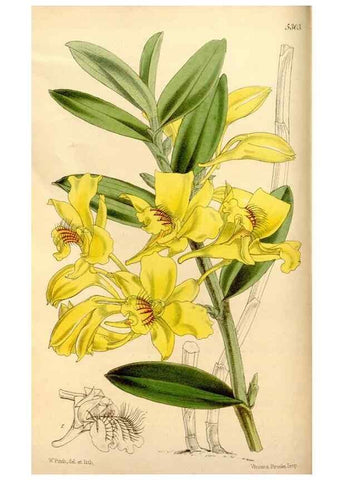 Reproducción/Reproduction 35143813511: Curtis's botanical magazine.. London ; New York [etc.] :Academic Press [etc.]