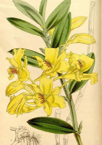 Reproducción/Reproduction 35143813511: Curtis's botanical magazine.. London ; New York [etc.] :Academic Press [etc.]