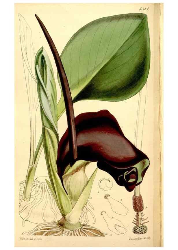 Reproducción/Reproduction 34464403483: Curtis's botanical magazine.. London ; New York [etc.] :Academic Press [etc.]