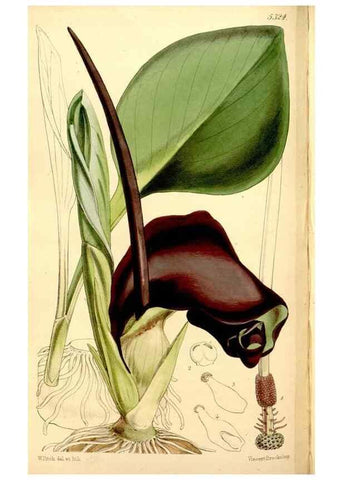 Reproducción/Reproduction 34464403483: Curtis's botanical magazine.. London ; New York [etc.] :Academic Press [etc.]