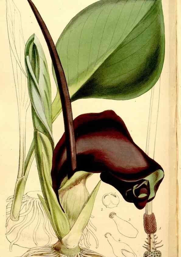 Reproducción/Reproduction 34464403483: Curtis's botanical magazine.. London ; New York [etc.] :Academic Press [etc.]