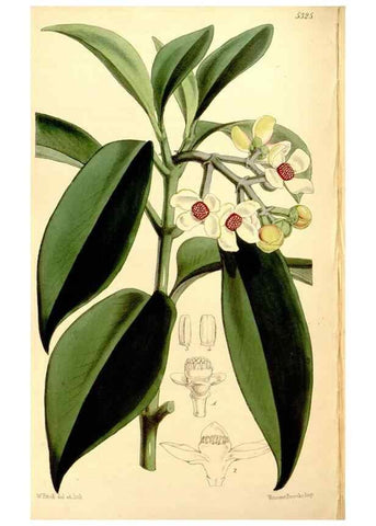 Reproducción/Reproduction 34464405593: Curtis's botanical magazine.. London ; New York [etc.] :Academic Press [etc.]