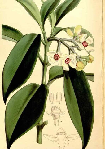 Reproducción/Reproduction 34464405593: Curtis's botanical magazine.. London ; New York [etc.] :Academic Press [etc.]