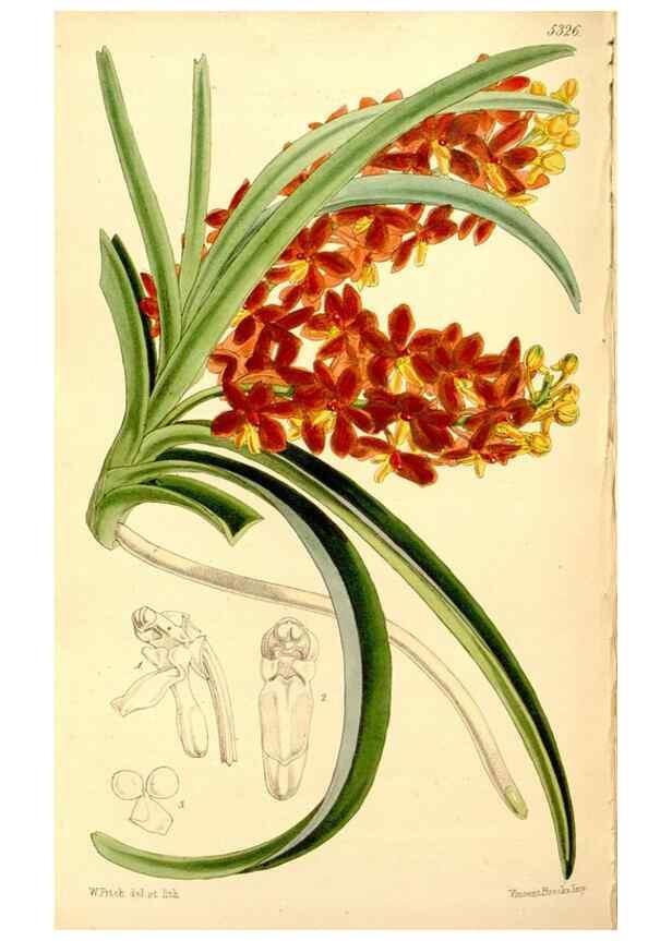 Reproducción/Reproduction 34464407793: Curtis's botanical magazine.. London ; New York [etc.] :Academic Press [etc.]