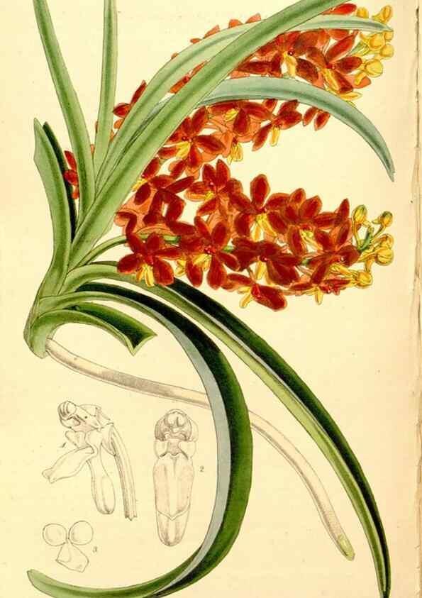 Reproducción/Reproduction 34464407793: Curtis's botanical magazine.. London ; New York [etc.] :Academic Press [etc.]