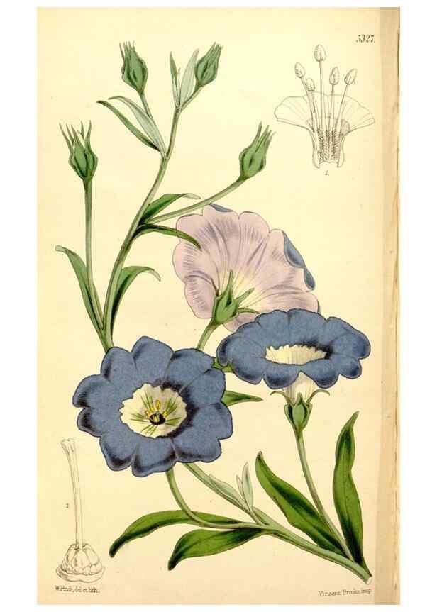 Reproducción/Reproduction 35274179435: Curtis's botanical magazine.. London ; New York [etc.] :Academic Press [etc.]