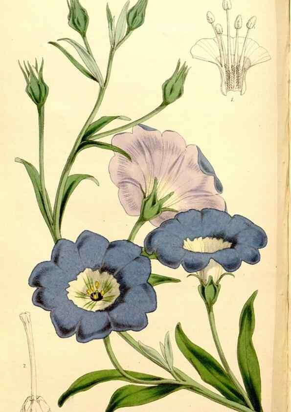 Reproducción/Reproduction 35274179435: Curtis's botanical magazine.. London ; New York [etc.] :Academic Press [etc.]
