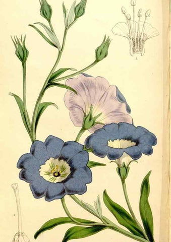 Reproducción/Reproduction 35274179435: Curtis's botanical magazine.. London ; New York [etc.] :Academic Press [etc.]