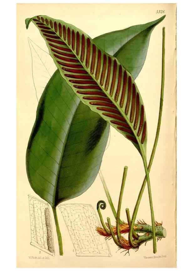 Reproducción/Reproduction 35274181615: Curtis's botanical magazine.. London ; New York [etc.] :Academic Press [etc.]