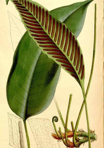Reproducción/Reproduction 35274181615: Curtis's botanical magazine.. London ; New York [etc.] :Academic Press [etc.]