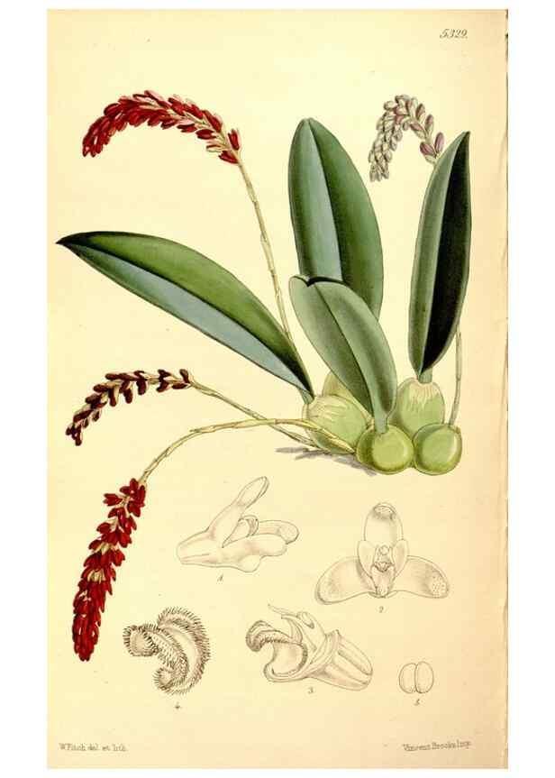 Reproducción/Reproduction 35274183575: Curtis's botanical magazine.. London ; New York [etc.] :Academic Press [etc.]