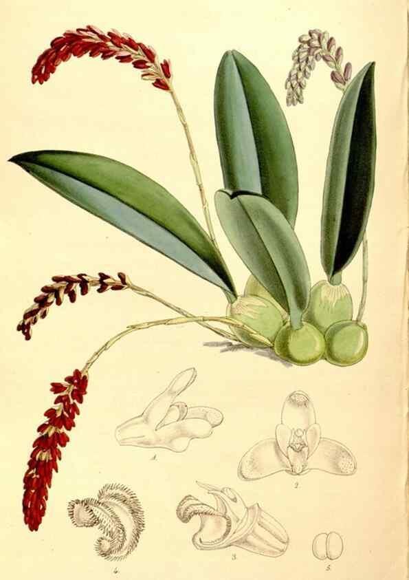 Reproducción/Reproduction 35274183575: Curtis's botanical magazine.. London ; New York [etc.] :Academic Press [etc.]