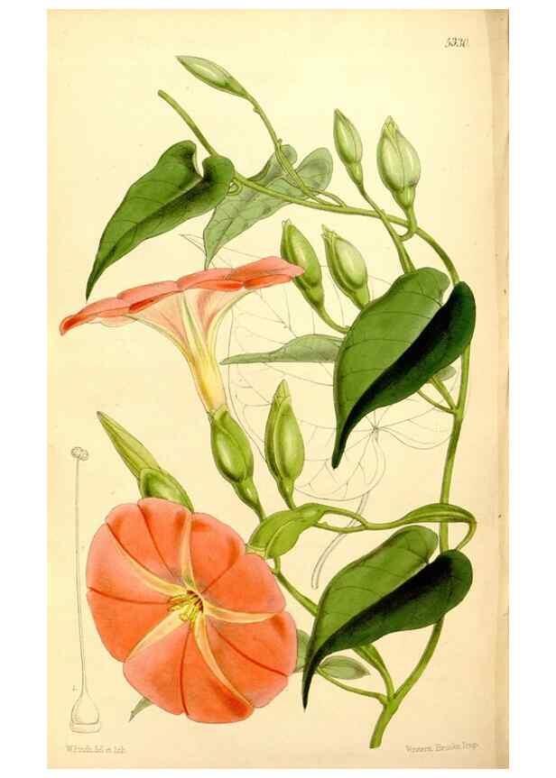 Reproducción/Reproduction 35274185375: Curtis's botanical magazine.. London ; New York [etc.] :Academic Press [etc.]