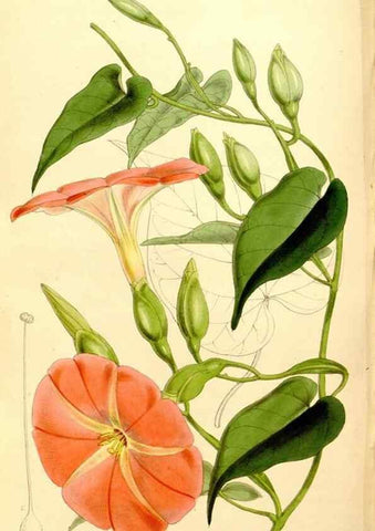 Reproducción/Reproduction 35274185375: Curtis's botanical magazine.. London ; New York [etc.] :Academic Press [etc.]