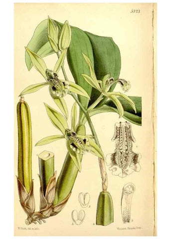 Reproducción/Reproduction 35107515102: Curtis's botanical magazine.. London ; New York [etc.] :Academic Press [etc.]