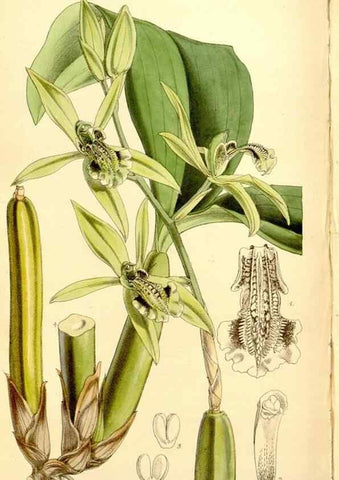 Reproducción/Reproduction 35107515102: Curtis's botanical magazine.. London ; New York [etc.] :Academic Press [etc.]