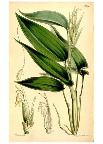 Reproducción/Reproduction 35274187245: Curtis's botanical magazine.. London ; New York [etc.] :Academic Press [etc.]