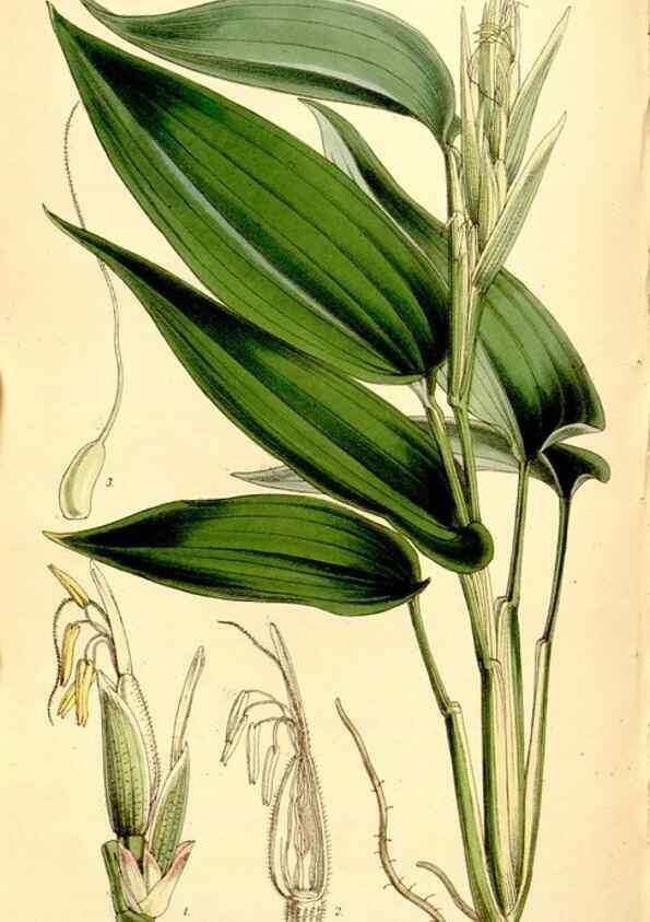 Reproducción/Reproduction 35274187245: Curtis's botanical magazine.. London ; New York [etc.] :Academic Press [etc.]