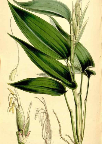 Reproducción/Reproduction 35274187245: Curtis's botanical magazine.. London ; New York [etc.] :Academic Press [etc.]
